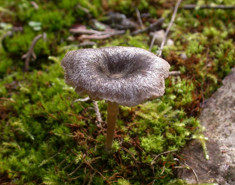 Escursione in cipresseta